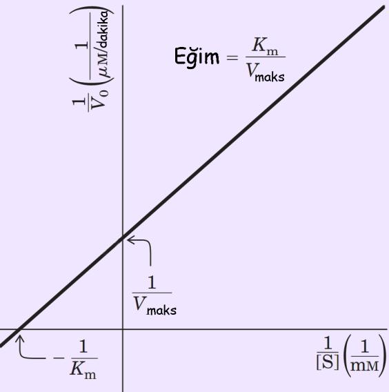 Düşük substrat konsantrasyonlarında denklem 6 nın paydasında Km >> [S] olduğunda [S], Km yanında ihmal edilebilir ve = Vmaks [S] / Km olur.