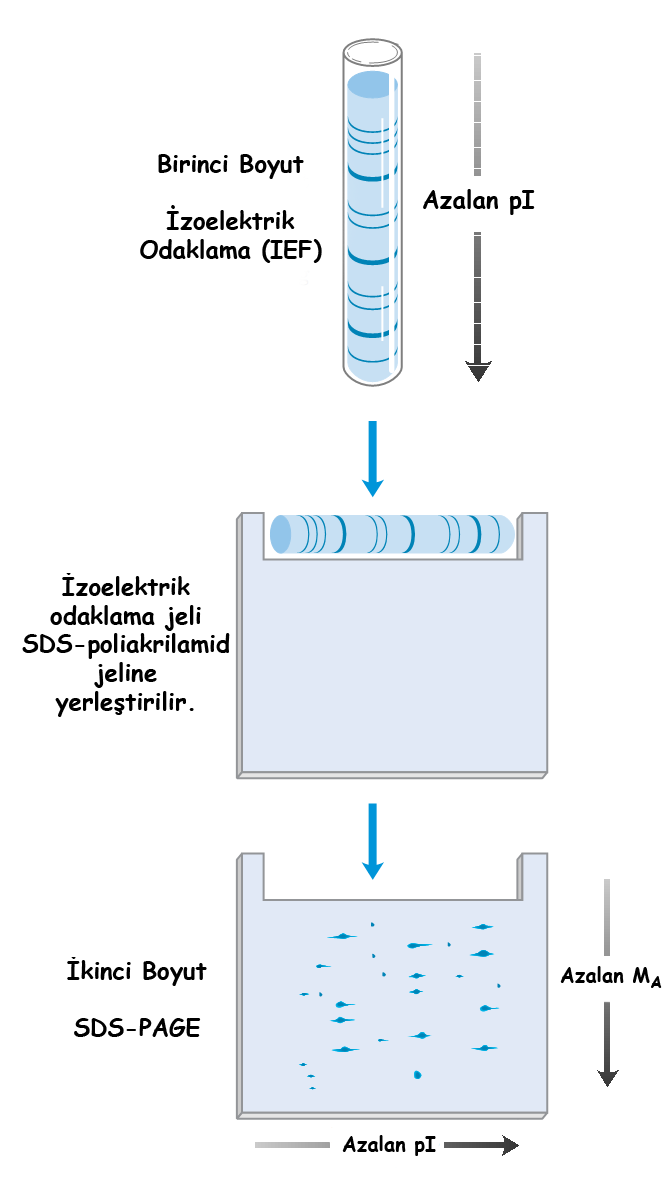 Bu elektroforez yöntemi de çeşitli alt gruplara ayrılır. PAGE de yatay, dikey kasetler ve dikey diskler kullanılabilir. Kasetler farklı boyutlarda olabilir.