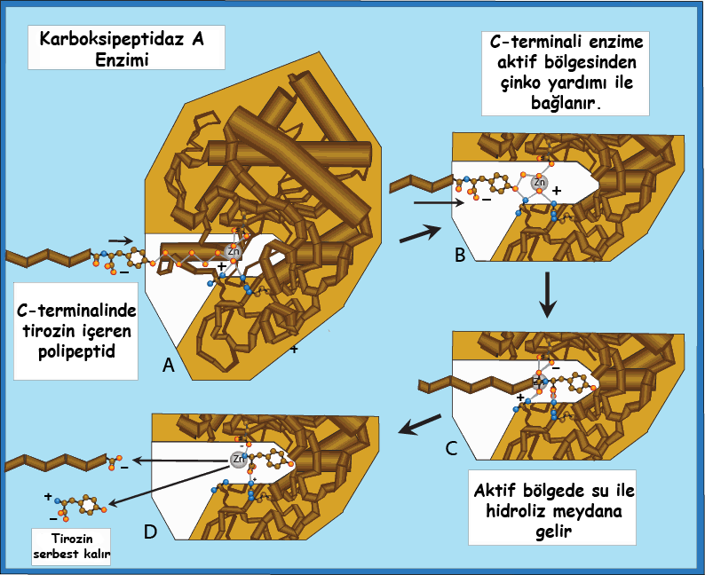 Örneğin; glisinilfenilalaninilalanin tripeptidi kimotripsin ile muamele edilirse glisinilfenilalanin ve alanin elde edilir. Eğer pepsin ile muamele edilirse glisin ve fenilalaninilalanin elde edilir.