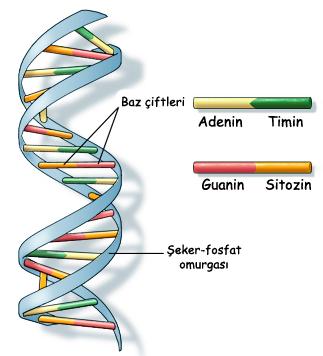 DNA ikili sarmalında adenin-timin (A-T) ve guanin-sitozin (G-C) bağları kurulur.