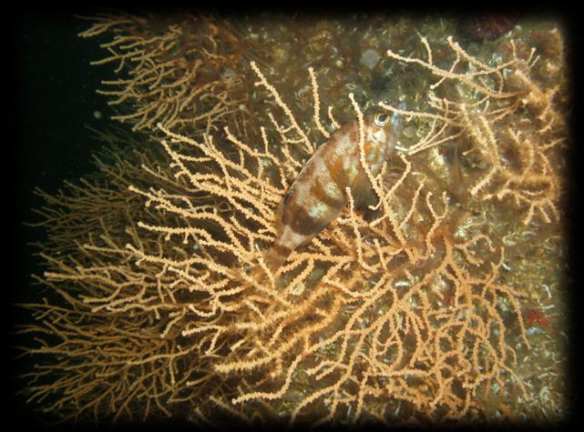 CNIDARIA Mercanlar, gorgonlar, deniz anaları, anemonlar, İÜ SÜFAK