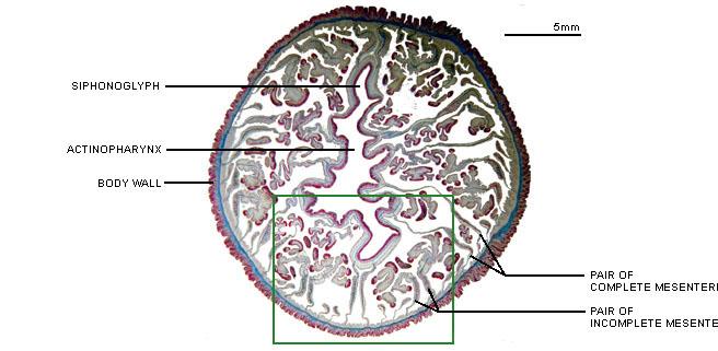 CLASSİS ANTHOZOA: Histolojik kesit örneği Tam bölme: Sifonoglif Aktinofarinks Hücre duvarı 2000 Adorian Ardelean http://tolweb.