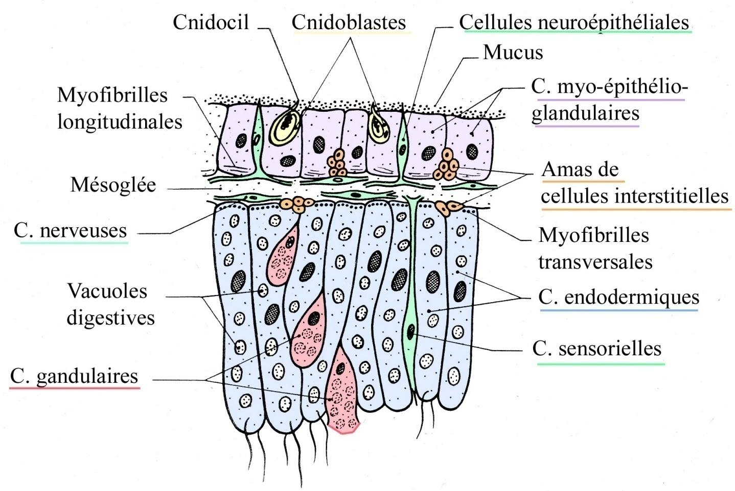 PHYLUM: CNIDARIA Histolojik kesit: çok çeşitli işlevsellikte hücreler Uzunlamasına miyofibriller Sinir hücreleri Sindirim vaküolleri Salgı hücreleri Knidosil Knidoblast Epitel sinir hücreleri Mukus