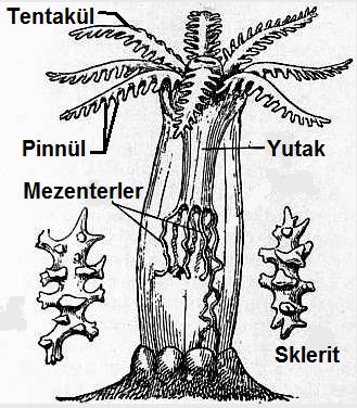 S-Cl : Octocorallia CLASSİS : ANTHOZOA Tüm bölmeler tamdır. Toplam 8 tentakül, 8 tane de bölme olduğundan, her 2 bölme arası boşluk bir tentaküle ulaşır.