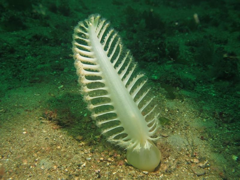 CLASSİS : ANTHOZOA S-Cl : Octocorallia Ordo : Pennatulacea Yarı sesil koloni ana ekseni ile zemine gömülmüştür.