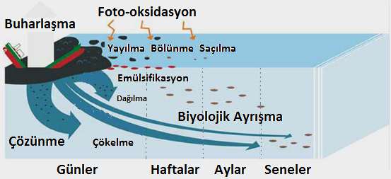 konusudur. Örneğin, bazı petrol bileşikleri duyu organlarında yer alan kimyasal algılayıcıları kapatarak organizmanın besin alma açısından yeteneksiz duruma geçmesine yol açmaktadır.