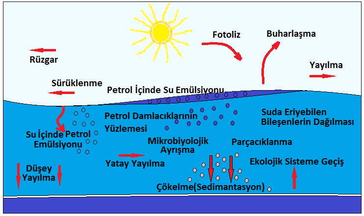 Şekil 2.1: Petrolün yayılması ve bozunması Şekil 2.