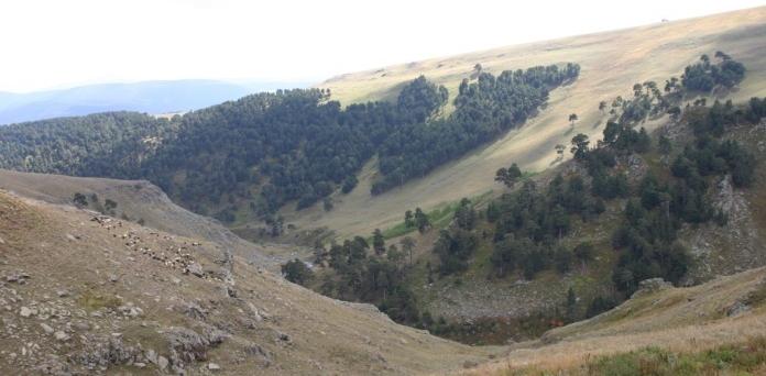 Orman Fonksiyonları -Zonlama Biyoçeşitlilik Koruma