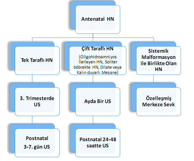 Antenatal dönemde hafif pelvis genişlemesi (PÖAÇ: 4-9 mm) saptanan bebeklerde doğum sonrası ciddi üriner sistem anomalisi görülme olasılığı düşüktür.