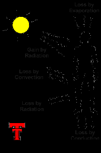 Terleme ile kayıp Deri yüzey genişliği ve bu yüzeydeki havanın hareket hızıyla orantılı Radyasyon ile ısınma Total ısı kaybının ~%25 i İletim ile kayıp Radyasyonla ile kayıp