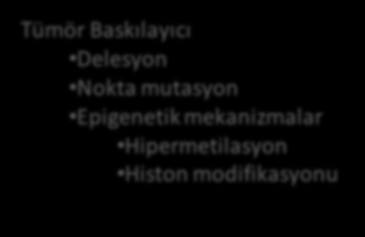 Onkogenesis Onkogen Aktivasyonu Nokta mutasyon Amplifikasyon Translokasyon Tümör Baskılayıcı Onkogen