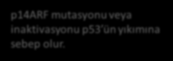 p53 Mutasyonlar Primer melanomlarda %1-5 Metastatik melanomda %11-25 IHK da değişik oranlarda saptanır.