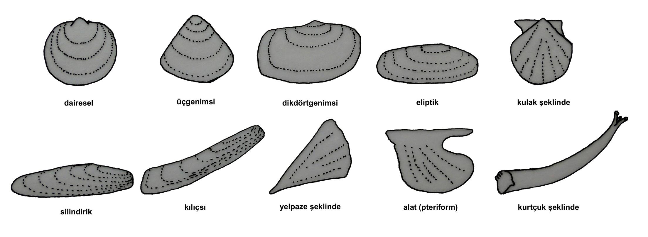 Phylum: Mollusca Classis: