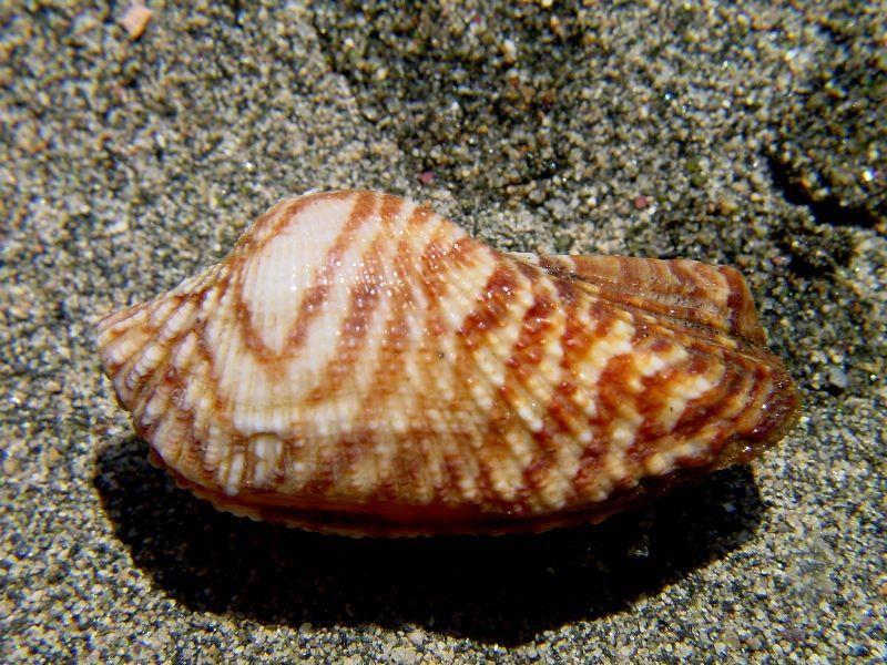 Phylum: Mollusca Classis: Bivalvia www.naturamediterraneo.