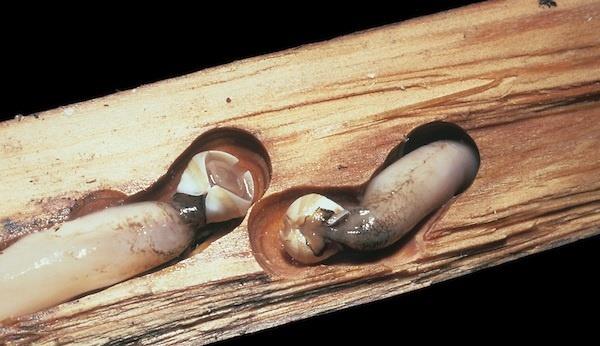 Phylum: Mollusca Classis: Bivalvia Teredo navalis Ağaç ve tahtaları kazmak üzere özelleşmiş kabukları hayvanın uzamış yumuşak