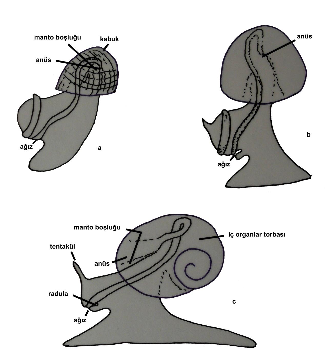 Torsiyon Phylum: Mollusca Classis: Gastropoda Veliger safhasında, ağız bir uçta, anüs diğer uçta olmak üzere bir düzlem görülür. Bilateral simetri vardır.