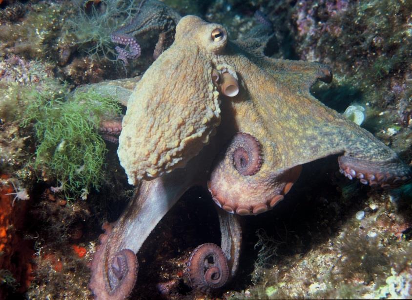 Subclassis: Coleoidea Octopus vulgaris en.wikipedia.