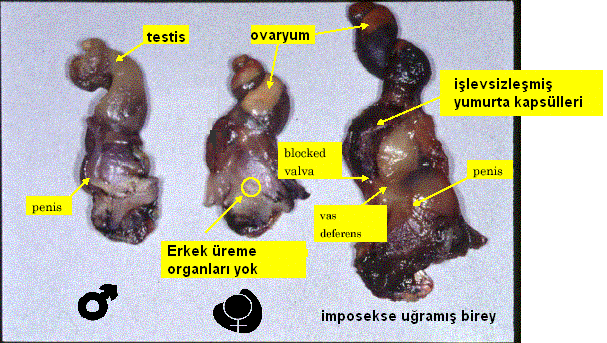 İMPOSEKS Trifeniltin,