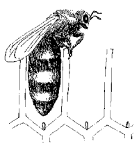 Ana Arı Üretimi : Ana arı üretimi, üretimle ilgili işlerin sırasıyla ve zamanında yapılmasını gerektirir.