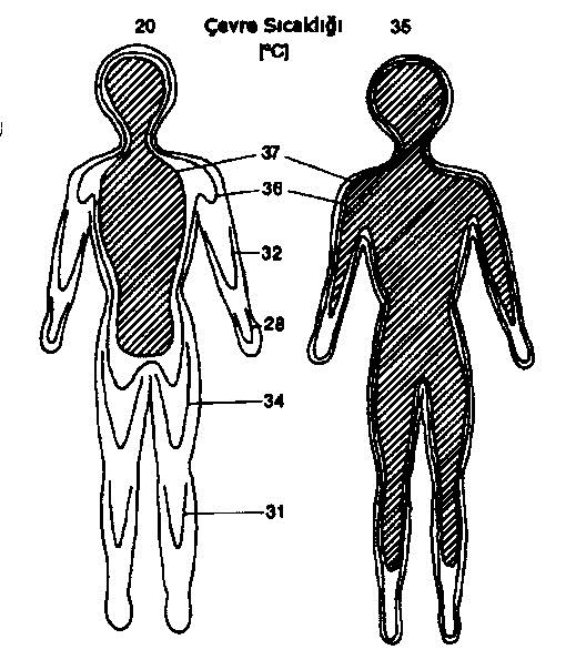 Ortam sıcaklığının 20 C ve 35 C olmasına göre insanda çekirdekten deriye doğru sıcaklık değişimi Hava Koşullarının İnsan Üzerindeki Etkileri Vücudun ürettiği ısı miktarı ile dışarıya verdiği ısı