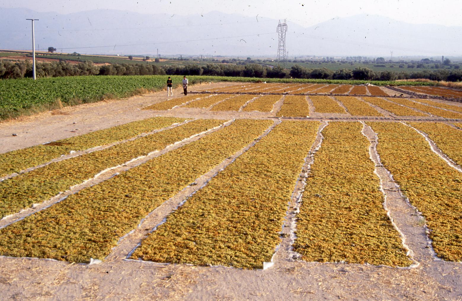 Kurutmalık Üzümler Türkiye toplam kuru üzüm üretiminde Dünya 1. dir. Çekirdeksiz kuru üzüm üretiminde A.B.D ile ilk sırayı paylaģmaktadır.