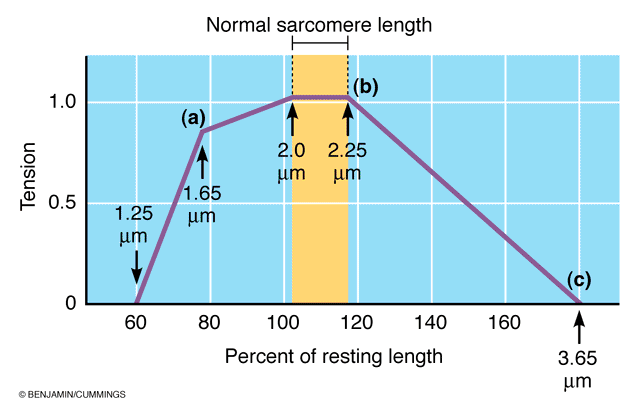 Kas Fibrili Uzunluğu ve Kuvvet Üretimi Sarkomerlerin boyu, dolayısıyla da kas fibrilinin boyu istirahat uzunluğunun ~ % 80-120 (özellikle % 100-120)