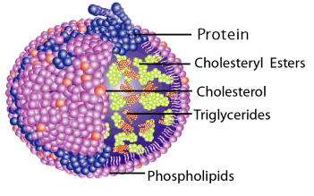 Lipoprotein Yapısına Yakından Bir Bakış Lipoproteini oluşturan protein ve lipitlerin suyu seven (hidrofilik) kısımları lipoproteinin dış yüzeyini kaplarken, suyu sevmeyen (hidrofobik), yani yağlı