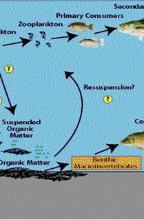 Tek tür Alg 96-saatlik toksisite büyüme testi Tatlı ve deniz algleri ile çalışılır Sucul tatlı su ve deniz sistemlerinde algler