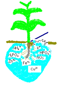 FERTİGASYON Fertigation : Fertilization +