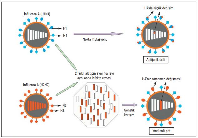 İnfluenza A virüslerinde antijenik