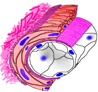 III. GENEL BLGLER: 1. ATEROSKLEROZ: Ateroskleroz, büyük-orta boy musküler ve elastik arterlerde endotel disfonksiyonu ile ba.layan, arterin intima ve medias"nda plak geli.