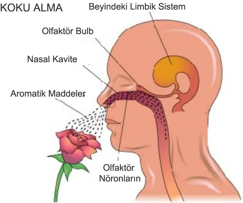 KOKUNUN ETKİLERİ Toksik etkiler (bazen konsantrasyonun koku eşiğinin altında olduğu