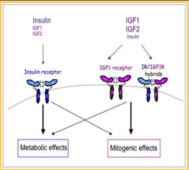 Yüksek insülin mitojenite ve transformasyona yol açan IGF-1 reseptörüne bağlanır