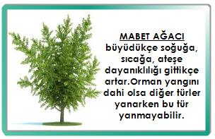 A)yalnız 3 B) 1-2 C)1-3 D)3-4 A) B) C) D) 11- Ali bir yayın ucuna demir bilye takmış daha sonra su dolu kaba koymuştur ve aşağıdaki yorumları yapmıştır 9) Yukarıda bir bitkiye ait bilgiler