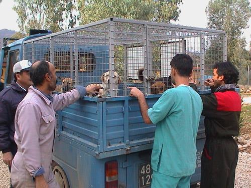 Köpek Kuduzu: Tüm Dünyada Genel