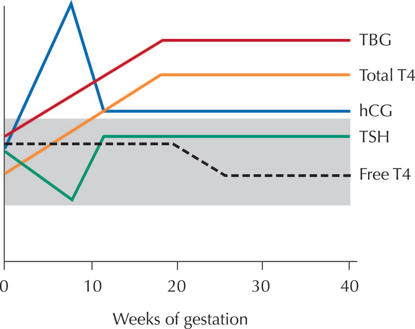 Gebelikte fizyolojik değişimler Estrojene bağlı TBG artışı TSH-Reseptörlerinin hcg ile uyarısı