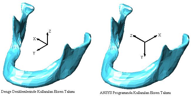 5.3 Mandibulanın Analiz Değerleri Ansys analiz programına aktarılan mandibula kemiğinin eksen takımı ile kas kuvvetlerinin hesap edilmesinde kullanılan denge denklemlerinde referans alınan eksen