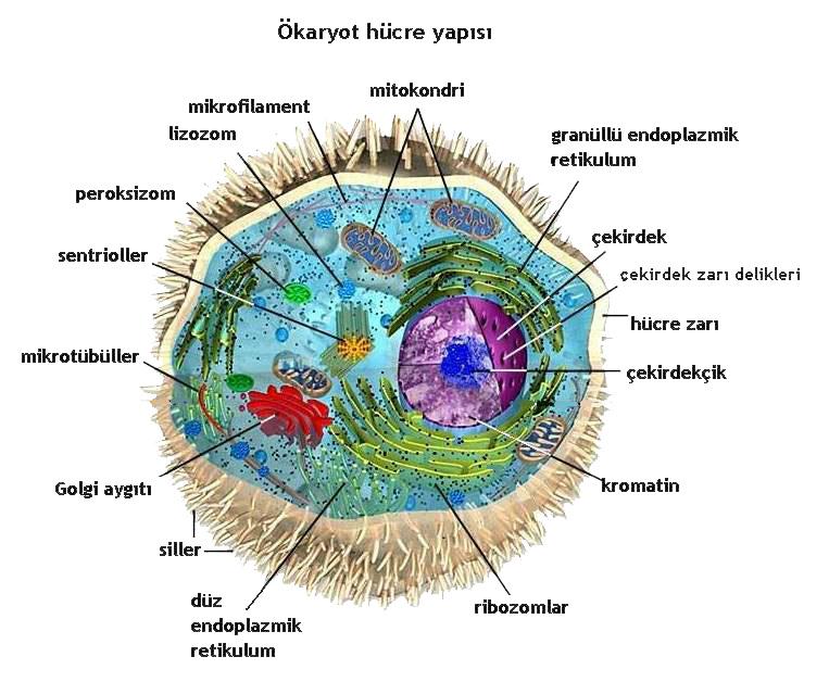 Sebep Sonuç Yapısı Örneği 4.4.5.