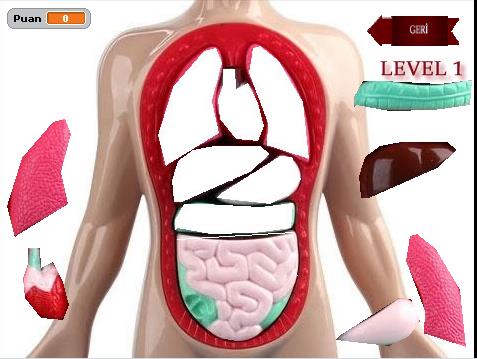 Oyun Sahne 2 Doktor mesleği seçiminde sindirim sisteminin materyalleri