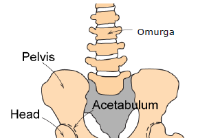 Romatoid arterit (Sinoviyal sıvının yetersizliği)