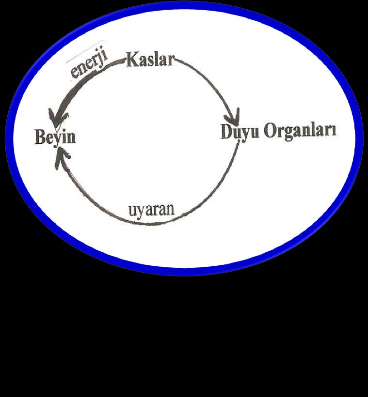 Hareketin sözlük anlamı: Organize olmuş fiildir.