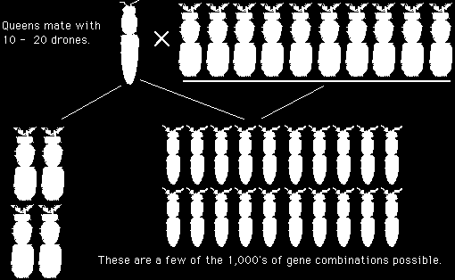 Birden Fazla Erkek Arıyla Çiftleşme Ana arı 10-20 erkekle çiftleşir Olası binlerce gen kombinasyonundan bazıları Ana Arı Kalitesi Genotipler Kafkas Ana X Kafkas