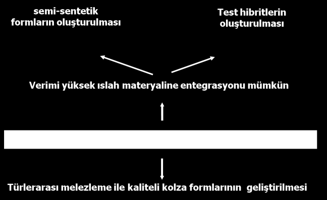 F. Seyis ve E. Aydın / BİBAD, 6 (2): 39-44, 2013 43 Şekil 1. Kolza (B. napus L.) da gelecekteki ıslah hedefleri KAYNAKLAR Attia T, Röbbelen G (1986).