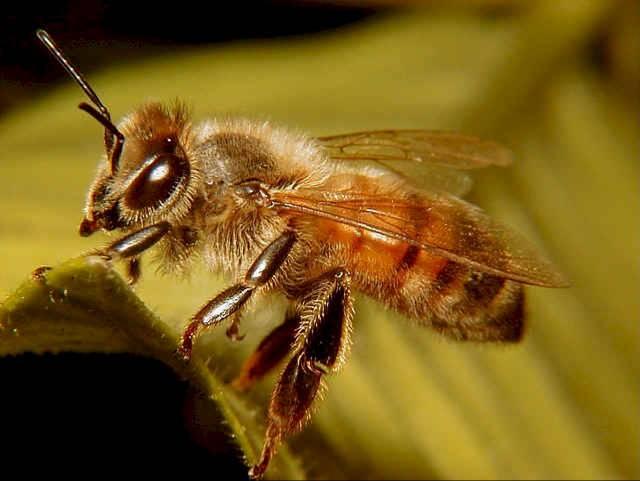 Tarlacı işçi arılar nektar, polen, propolis ve su taşırlar.