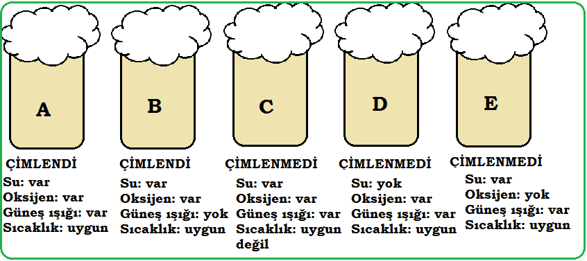 1-) Pet bardakların üzerine kâğıt bantlarla sırayla A,B,C,D,E yazarak pet bardakları belirginleştirelim. 2-) A bardağı:3-4 tane fasulye tohumunu bir pamuğu ıslatarak arasına koyalım.