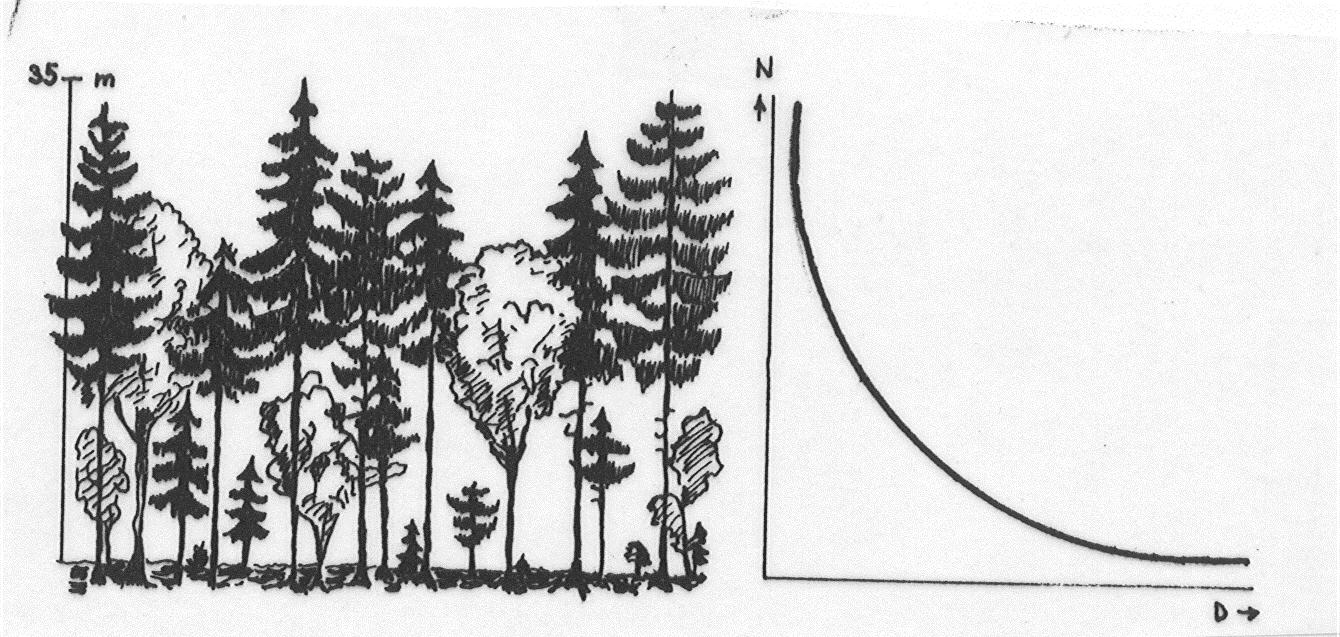 Seçme ormanın belirgin özellikleri Ağaç sayıları ince çaptan kalın çapa, kısa boydan uzun boya doğru gittikçe azalan bir poisson dağılımı, Meşcere hacmi, ince çaptan kalın çapa doğru