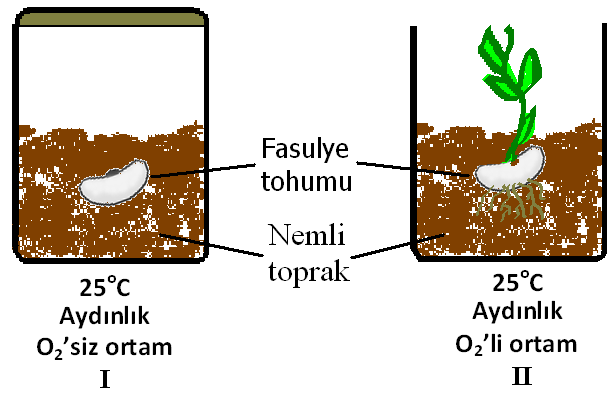 26) Furkan Fen ve Teknoloji dersinde öğrendiği bilgilerle tohumun çimlenmesini gözlemek istemiģtir. Fasulye tohumunun hangi ortamda çimlendiğini merak etmiģ ve Ģekildeki deney düzeneğini kurmuģtur.