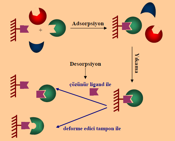2 Şekil1.1 Afinite kromatografisinin şematik gösterimi (Denizli, 2011). Afinite kromatografisinin farklı yaklaşımlarla türevlendirilmesiyle değişik afinite uygulamaları ortaya çıkmıştır.
