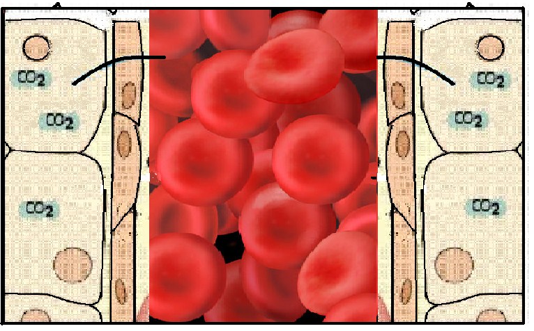 Karbondioksitin kan ile taşınması Karbondioksitin çok az bir kısmı ( %5-7) kan plazmasında çözünmüş halde taşınır.çoğunluğu ise alyuvarlara girer.