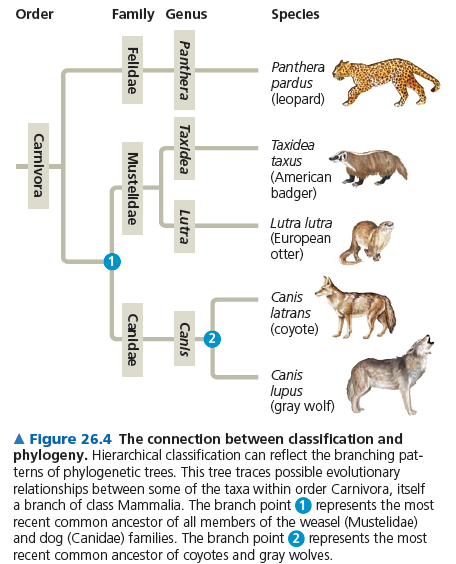 Sistematik ile çalışanlar, sistematikçiler; bir grup organizmanın evrimsel tarihi ve ilişkileri filogentik ağaçlar yardımıyla
